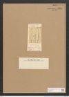 Amphiprora nereis Lewis (de-Toni-Nr.: Genus 29, Species 1329) Zeichnungen Sammlung Grunow Nr. 2558 (NHMW-BOT-W0369740)